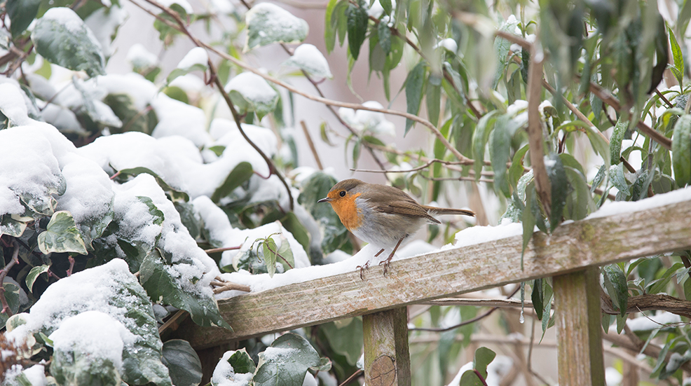 A red breasted robin searching for food in a London garden following recent snow